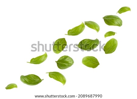 Levitating basil on a white background. Basil leaves on white background