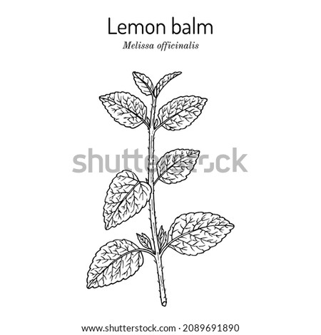 Lemon balm (Melissa officinalis), aromatic, kitchen and medicinal herb. Hand drawn botanical vector illustration Royalty-Free Stock Photo #2089691890