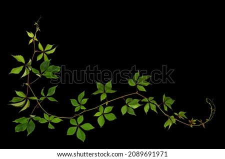 Parthenocissus waved twig with green leaves in a corner arrangement isolated on black. Wild grape.  Royalty-Free Stock Photo #2089691971