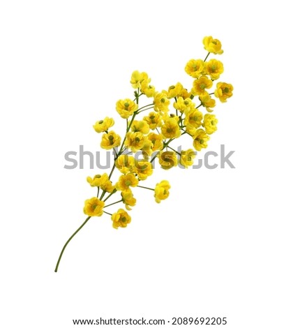 Small yellow flowers of berberis thunbergii isolated on white Royalty-Free Stock Photo #2089692205