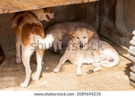 Stray dogs in the adoption center,The Vagrant dog looking at photographer,Stray dog,Homeless dog
 Royalty-Free Stock Photo #2089694218