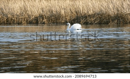 White swan on the water surface. beautiful bird swims on the river. swan in the lake. close-up, wet bird. nature, habitat. autumn season. dry reeds, Scirpus