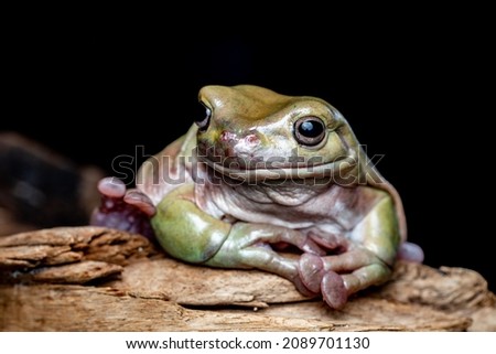 Dumpy Frog isolated on Black Background