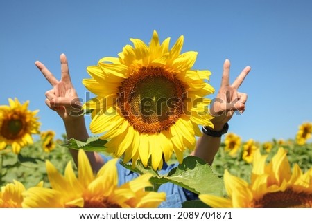 women's hands are raised in the blue sky with a joying v shape finger. in the sunflower field.