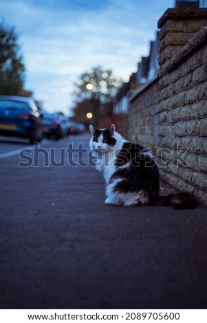 Local neighbour cats clicked on evening walks during autumn in England, UK