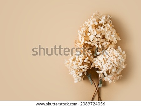 Dry hydrangea flowers beige background flat lay frame monochrome design, copy space, top view Royalty-Free Stock Photo #2089724056