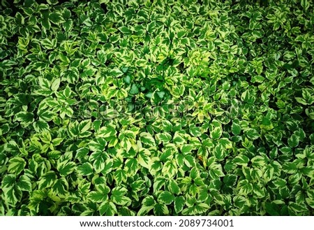 Green leaves of summer plants background