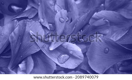 Toned in trend color purple peony petals with water drops. Nature and flower background. Color of the year 2022 Very Peri