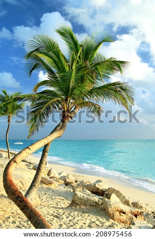 Palm tree on the ocean coast