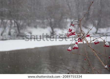 Snowy red winter berries in front of a scenic landscape at snowfall, Isar River, Munich, Germany, blurred background