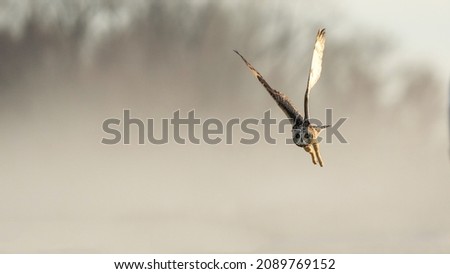 Short-Eared Owl In Flight at Dusk