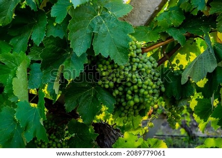 Green grapes on a vineyard plantation