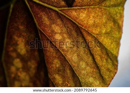 Mongolia Leaf Sparkles in Sunlight Royalty-Free Stock Photo #2089792645