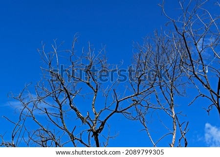 Dead trees and blue sky