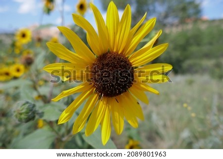 Sunflower closeup on bright sunny day