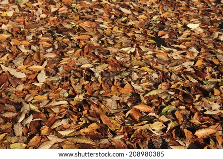 Autumn Leaves Of Hiruzen Plateau