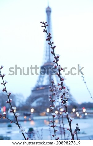 paris winter cherry blossoms with Eiffel tower