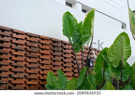 Elephant ear plant with orange brick wall