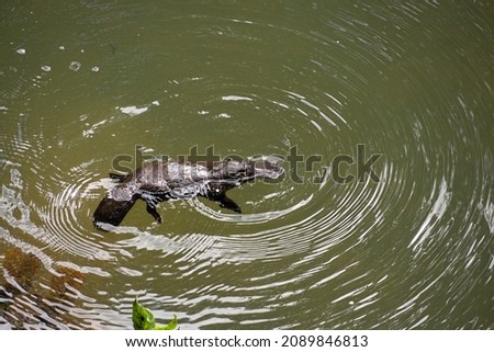 The iconic Australian platypus, ornithorhynchus anatinus, with its bill and webbed feet like a duck and the fur of an otter photographed in the wild at Eungella, Queensland, Australia.