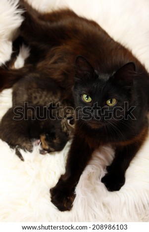 Cat with two beautiful kittens on white carpet background