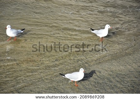 seagulls looking for food by the water and stream
