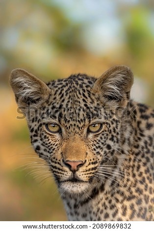 A STUNNING female leopard gives a direct stare to the camera!