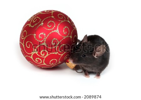 little black mouse and red christmas ball