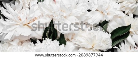 Floral banner of white beautiful peonies flowers