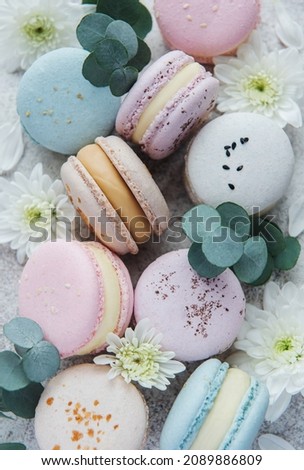 Beautiful colorful tasty macaroons, white flowers and eucalyptus on a grey concrete background