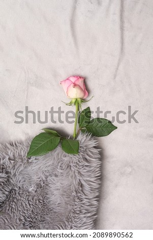 Romantic and cozy inspired concept. Beautiful fresh rose rest under gray faux fur extra soft cover. Flat lay luxury texture background with creative copy space