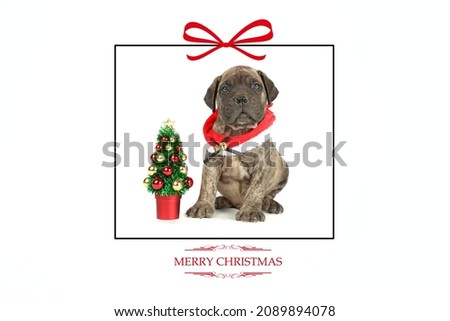 Merry christmas card withbullmastiff puppy dogs