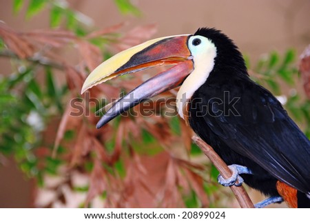 toucan bird with mouth open