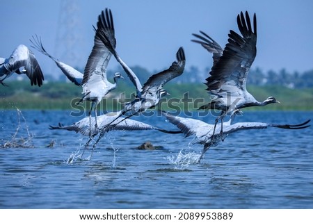 India, 9 December, 2021 : Flock of cranes, Demoiselle crane, Group of Demoiselle cranes,  Grus virgo, Take off. Royalty-Free Stock Photo #2089953889