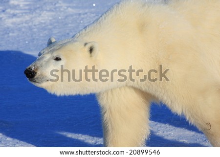 Close up of a large, wild male polar bear near Churchill, Manitoba, Canada, in search of food