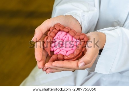 Gastroenterological manual. A model of the human intestine in the hands of a doctor. Taking care of digestion. Intestinal health. Large and small intestine in doctor hands.