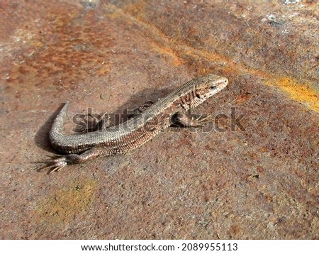 The Ural lizard with a pensive look enjoys the autumn warmth on a rusty sheet of iron heated by the sun