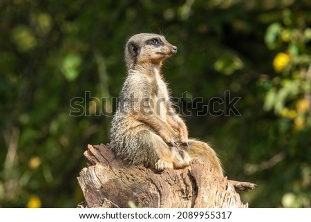 a Slender tailed meerkat (Suricata suricatta)  watching and isolated on a natural green background