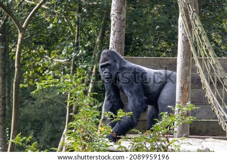 an adult male Western Lowland Gorilla (Gorilla gorilla gorilla) standing between two posts isolated on a natural green background