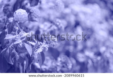 Beautiful floral background of flower bed of marigolds. Trendy toning in color of year Very Peri. Blurred image. Soft focus. Side view.