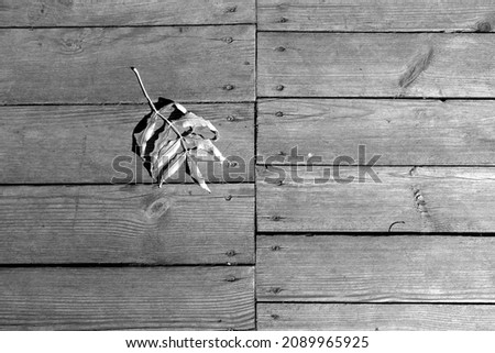 Fallen leaf on wooden terrace floor in black and white. Surface and natural pattern.