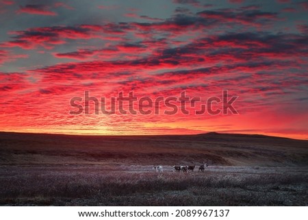 Amazing autumn sunrise in the Arctic. Reindeer graze in the tundra. Beautiful northern landscape. Morning dawn. There are red clouds in the sky. The nature of Chukotka and Siberia. Far North of Russia Royalty-Free Stock Photo #2089967137