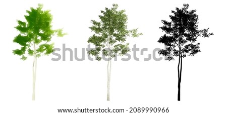 Set or collection of American Beech trees, painted, natural and as a black silhouette on white background. Concept or conceptual 3d illustration for nature, ecology and conservation and strength