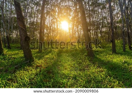Rubber tree, Latex rubber, Plantation and tree rubber in southern Thailand Royalty-Free Stock Photo #2090009806