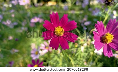 Red-purple cosmos (Cosmos Bipinnatus). Beautiful magenta flowers in the garden.blurred background flower illustration.greeting card illustration, wallpaper.