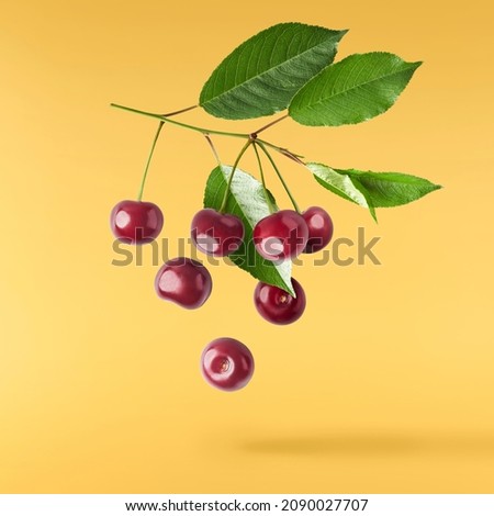 Fresh raw cheery with green leaves falling in the air on yellow background. Food zero gravity conception. High resolution image