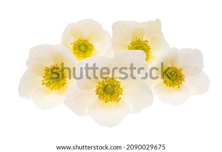 hellebore flower isolated on white background 