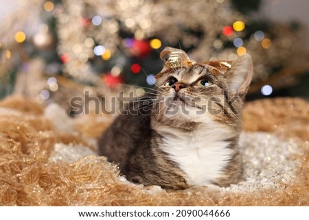 Cat with a golden bow on his head lies on a gold background.Portrait of a small cat. Kitten with green eyes. Pet care. Kitten on a background of a Christmas tree and New Year's lights. Happy New Year.