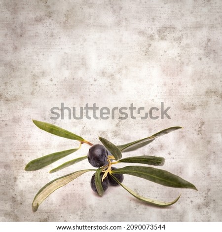 stylish textured old paper background with small branch of olive tree with fruit
