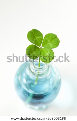 An Image of Four Leaf Clover