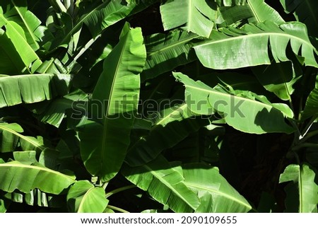 closeup view of banana leaf for background image